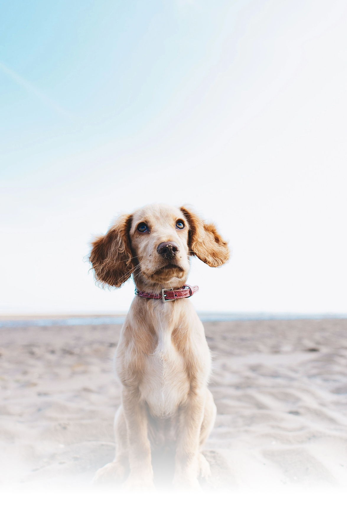 Ветеринарная клиника - слайд 1